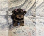 Small Photo #6 Yorkshire Terrier Puppy For Sale in RHOADESVILLE, VA, USA