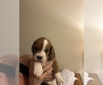 Puppy 4 Beabull-Beagle Mix