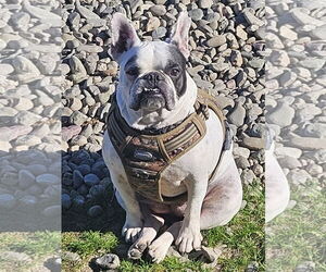 Medium Boston Terrier