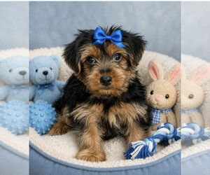 Mutt Dogs for adoption in Bon Carbo, CO, USA