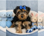 Small Mutt