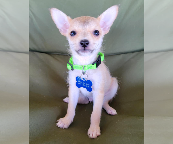 Medium Photo #3 Rat-Cha Puppy For Sale in Corona, CA, USA