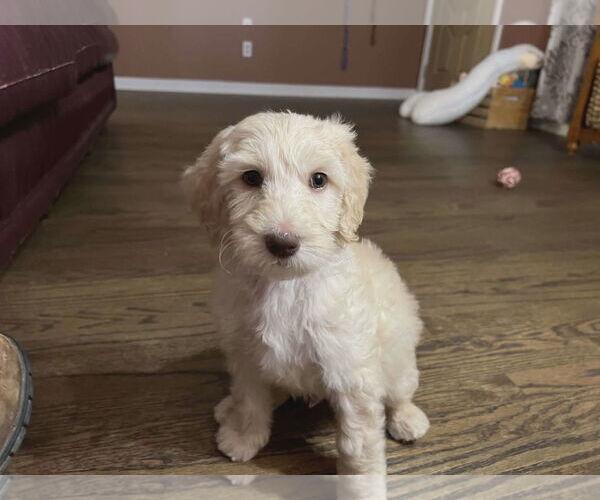 Medium Photo #2 Golden Retriever Puppy For Sale in Croydon, NH, USA