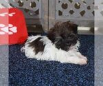 Small #3 Havanese