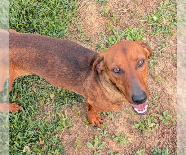 Medium Photo #7 Dachshund Puppy For Sale in Shelbyville, TN, USA