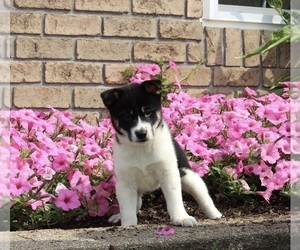 Shiba Inu Puppy for sale in MILLERSBURG, OH, USA