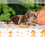 Small #8 ShihPoo