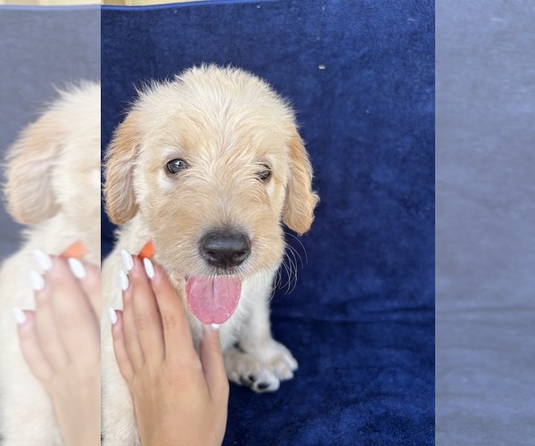 Medium Photo #1 Labradoodle Puppy For Sale in BROKEN ARROW, OK, USA