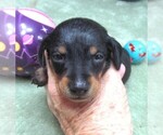 Small #5 Dachshund