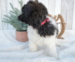 Small Photo #2 Pom-A-Poo Puppy For Sale in HONEY BROOK, PA, USA