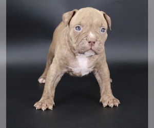 American Bully Puppy for sale in CHAMPAIGN, IL, USA