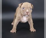 Image preview for Ad Listing. Nickname: Ramses