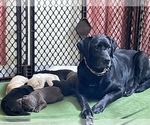 Small Photo #3 Labrador Retriever Puppy For Sale in DEWITT, VA, USA