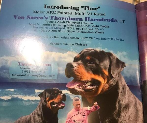 Medium Photo #1 Rottweiler Puppy For Sale in JACKSONVILLE, FL, USA