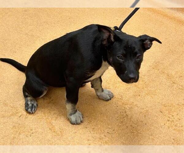 Medium Photo #1 German Shepherd Dog-Unknown Mix Puppy For Sale in Martinez, CA, USA