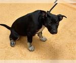 Small German Shepherd Dog Mix