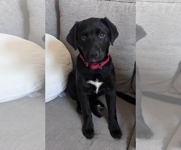 Medium Photo #2 Labrador Retriever-Unknown Mix Puppy For Sale in Boston, MA, USA