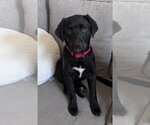 Small #1 Labrador Retriever Mix