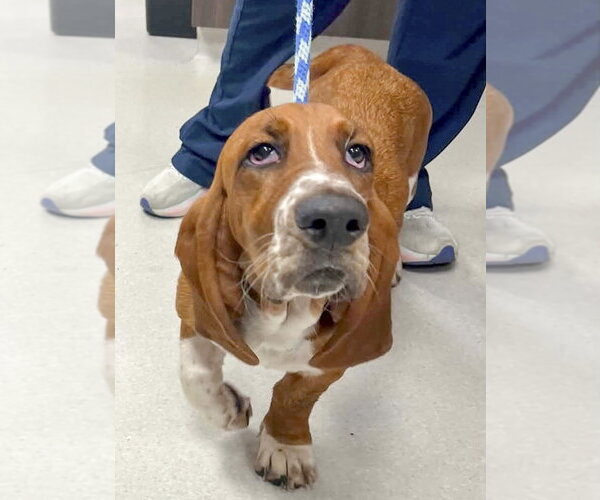 Medium Photo #1 Basset Hound Puppy For Sale in Deepwater, NJ, USA