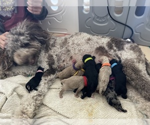 Goldendoodle (Miniature) Puppy for sale in MCCUTCHENVILLE, OH, USA