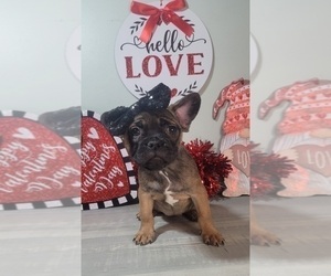 French Bulldog Puppy for sale in INDIANAPOLIS, IN, USA