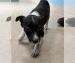 Small Feist Terrier Mix
