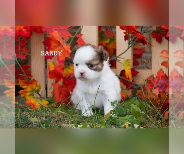 Medium Photo #8 Shih Tzu Puppy For Sale in CLARE, MI, USA