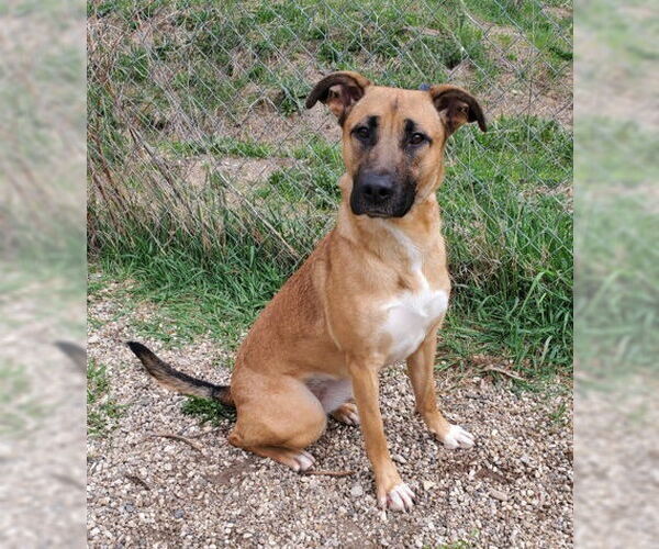 Medium Photo #2 Mutt Puppy For Sale in Lake City, MI, USA