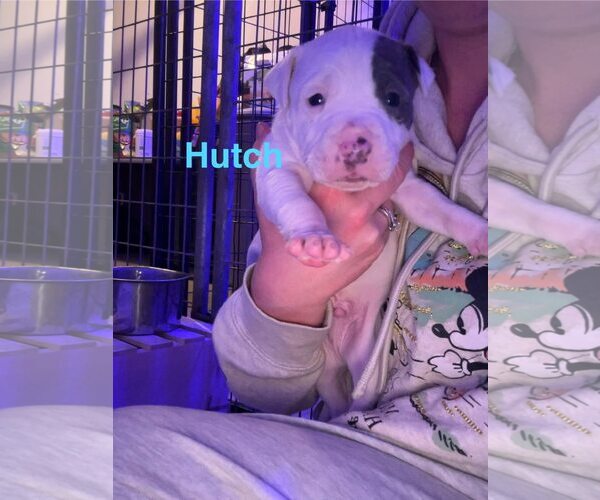 Medium Photo #1 American Pit Bull Terrier-Unknown Mix Puppy For Sale in Belleville, MI, USA