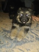 Small Photo #7 German Shepherd Dog Puppy For Sale in CHICAGO HEIGHTS, IL, USA