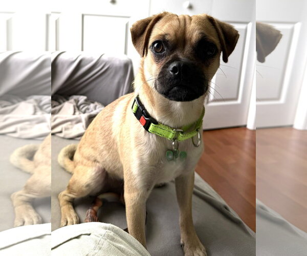 Medium Photo #9 Chug Puppy For Sale in Valrico, FL, USA