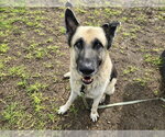Small #2 German Shepherd Dog