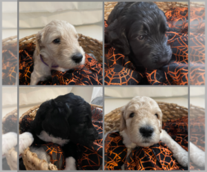 Goldendoodle Puppy for sale in SAFETY HARBOR, FL, USA