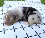 Small #1 Miniature Australian Shepherd