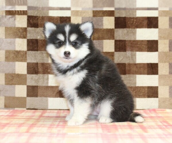 Medium Photo #4 Pomsky Puppy For Sale in DENVER, PA, USA