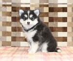 Small #3 Pomsky