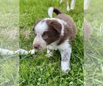 Small Photo #9 Border Collie Puppy For Sale in MARYVILLE, TN, USA