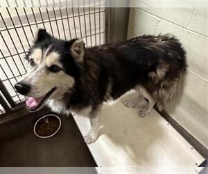 Siberian Husky Dogs for adoption in Upland, CA, USA