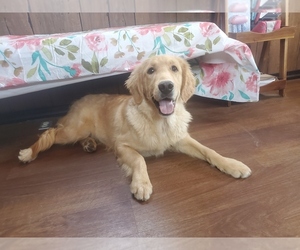 Medium Golden Retriever