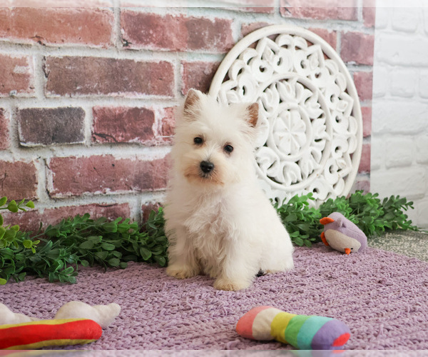Medium Photo #12 West Highland White Terrier Puppy For Sale in SYRACUSE, IN, USA