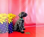 Puppy Bella Schnauzer (Giant)