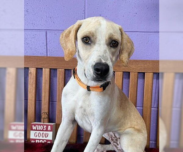 Medium Photo #2 Labbe Puppy For Sale in Genesee, WI, USA