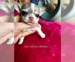 Small #1 Chihuahua