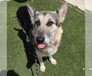 German Shepherd Dog-Unknown Mix Dogs for adoption in San Antonio, TX, USA