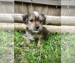 Small Photo #3 Yorkshire Terrier Puppy For Sale in AUSTIN, TX, USA