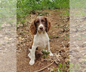 English Springer Spaniel Puppy for Sale in WOOSTER, Ohio USA