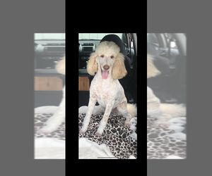 Father of the Poodle (Standard) puppies born on 04/12/2025