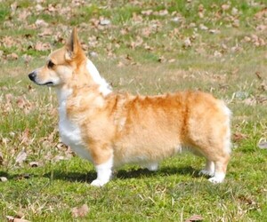 Mother of the Pembroke Welsh Corgi puppies born on 11/04/2024
