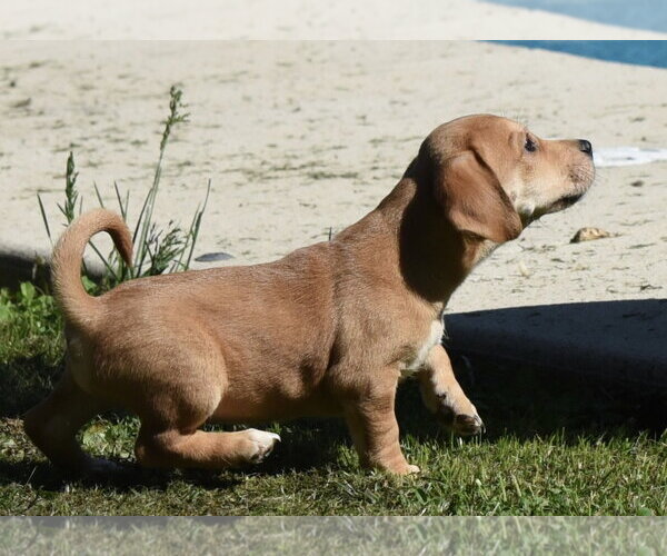 Medium Photo #3 Dachsador Puppy For Sale in Mechanicsburg, PA, USA
