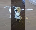 Small #7 American Pit Bull Terrier Mix